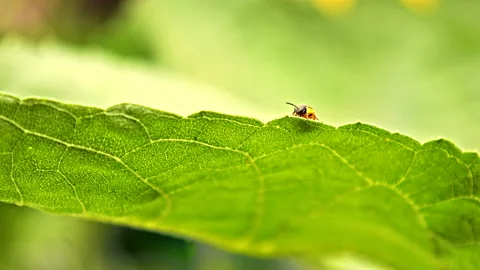 Mining Bee Cleans Before Flying Off Video stock 162276807