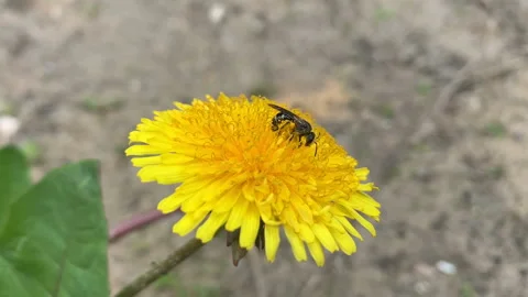 Mining bee collects pollen on dandelion. Stock Footage 155516858