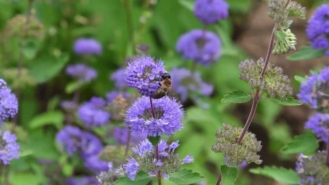 Mining bee &amp; Common bluebeard flowers Stock Footage 83373774