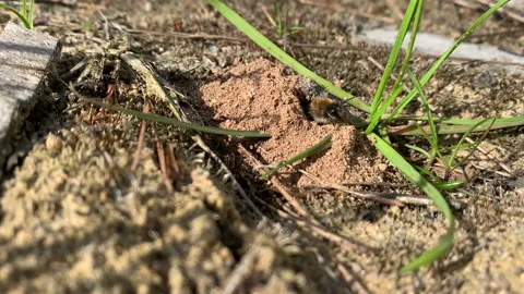 Mining bee crawls from its hole in the ground to the surface. 스톡 동영상 153479627