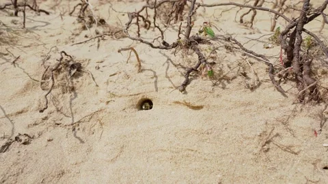 Mining Bee Video stock 193743012