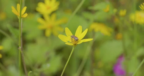 Mining Bee gathers pollen from a bright yellow Sonki flower on a misty monsoon Stock Footage 331968118