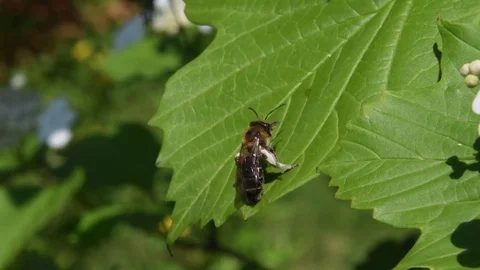 Mining bee grooming Stock Footage 82671278