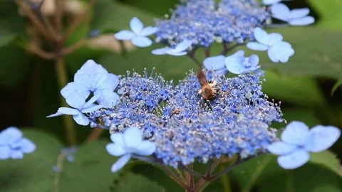 Mining bee &amp; Japanese Hydrangea flowers Stock Footage 83186362