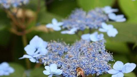 Mining bee &amp; Japanese Hydrangea flowers Stock Footage 83186441