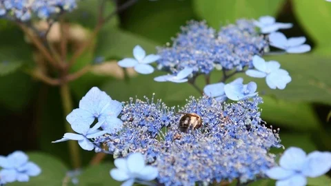Mining bee &amp; Japanese Hydrangea flowers Stock Footage 83186464