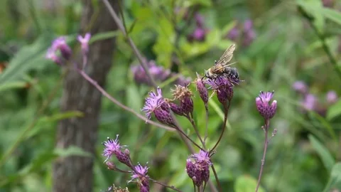 Mining bee &amp; Maximowicz's saussurea flowers Stock Footage 83373910