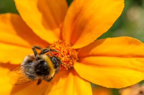Mining bee on a orange flower 스톡 사진