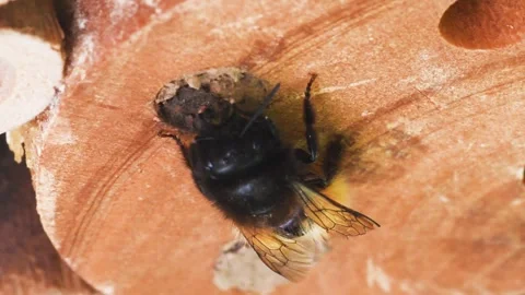 Mining bee,  Osmia sp.  artificial nest, Stock Footage 299629909