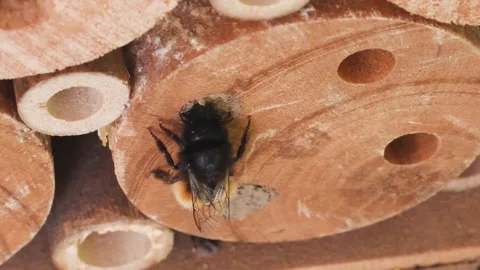 Mining bee,  Osmia sp.  artificial nest, Stock Footage 299629916