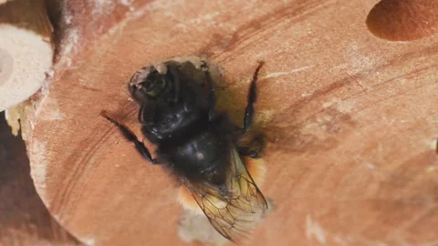 Mining bee,  Osmia sp.  artificial nest Stock Footage 299629922