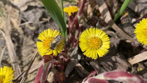 Mining bee pollinates coltsfoot flower. Stock Footage 153479749