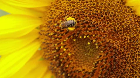 Mining Bee Working on a Sunflower Then Flies Off Video stock 162277831