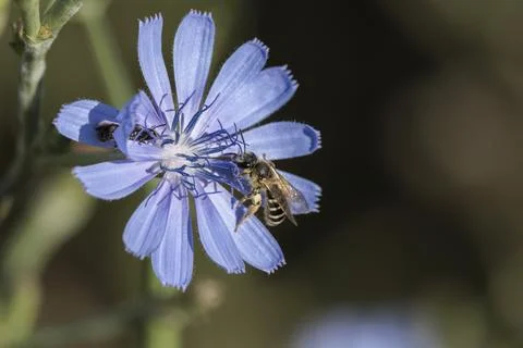 Mining Bees Pollinating a Chicory Flower 스톡 사진