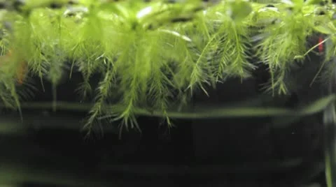 Miniscape fish 1 Stock-Footage 10684560