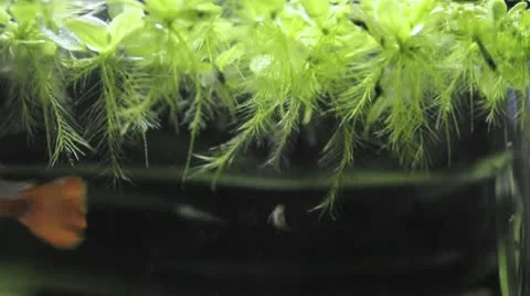 Miniscape fish 2 Stock-Footage 10684578