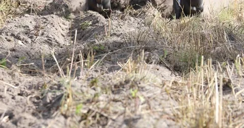 Minitractor tillerblock plows the ground. Stock Footage 220729523
