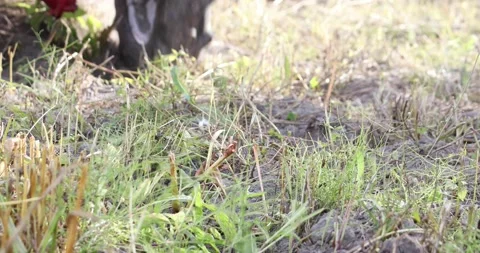Minitractor tillerblock plows the ground. Stock Footage 220729560