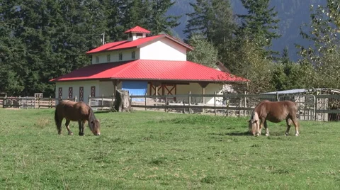 Miniture Horses Grazing near Red Barn, Fraser Valley, Canada Stock Footage