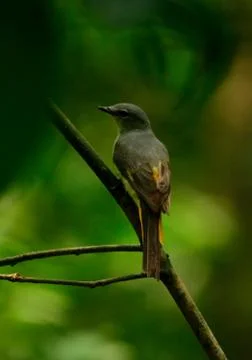 Minivet Stock Photos
