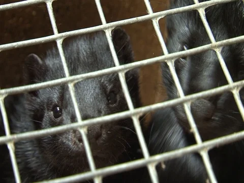 Mink, animals Stock Footage 98232580