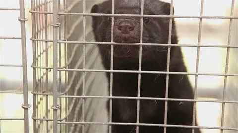 The mink in the cage, close-up, Otter on the farm Stock Footage 77481069