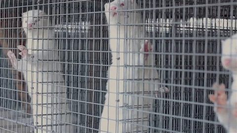 The mink in the cage, close-up, Otter on the farm Stock Footage