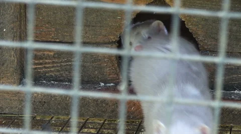 Mink in the cage Stock Footage 39964162