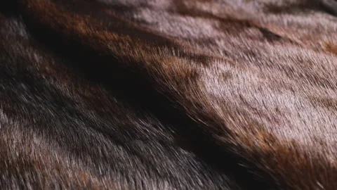 Mink coat fur texture closeup with soft brown ripples. Stock Footage 346189639