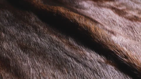 Mink coat fur texture closeup with soft brown ripples. Stock Footage 346189686