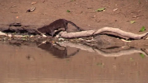 Mink crawls into a hole and pulls out a crayfish Stock Footage 92873769
