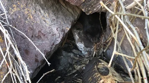 Mink in den Stock Footage 73233082