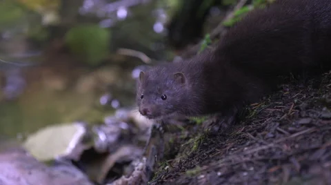 Mink eating salmon Vídeos de archivo 64309595