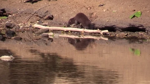 Mink fighting with large crayfish Stock Footage 92874967