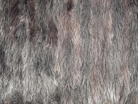 Mink fur. Stock Photos