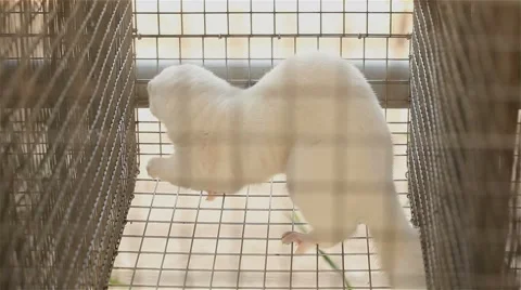 Mink looking out of its cage, white mink in a metal cage, close-up Stock Footage 67351321
