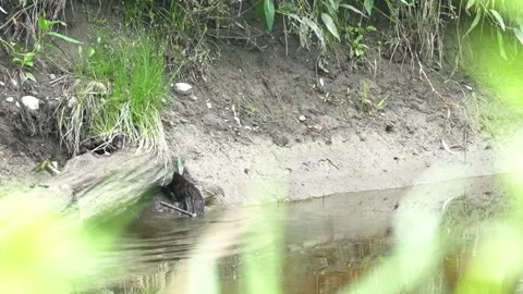 Mink Moving Through Water and Shoreline Vegetation Stock Footage 343897167