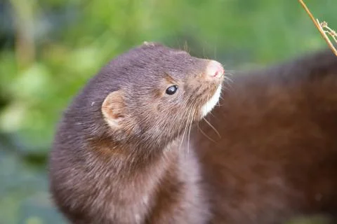 Mink Stock Photos
