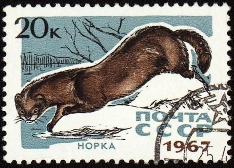 Mink on post stamp Stock Photos