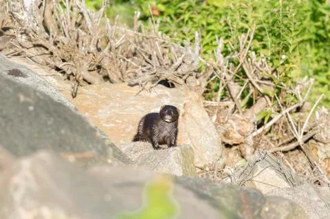 Mink on rocks Stock Photos