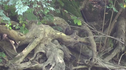 Mink running through the roots of a giant tree near river Stock Footage 54101245