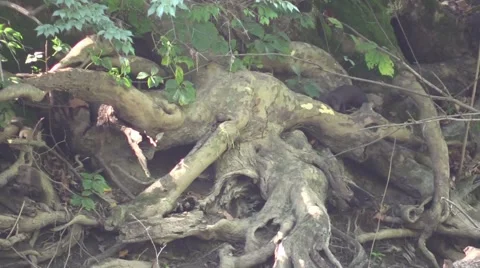 Mink running through the roots of a giant tree near river wildlife nature animal Stock Footage 54101288