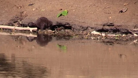 Mink trying to eat large crayfish Stock Footage 92874685
