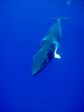 Minke in blue Stock Photos