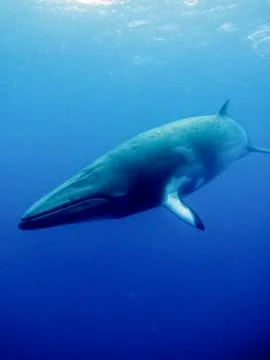 Minke front Stock Photos