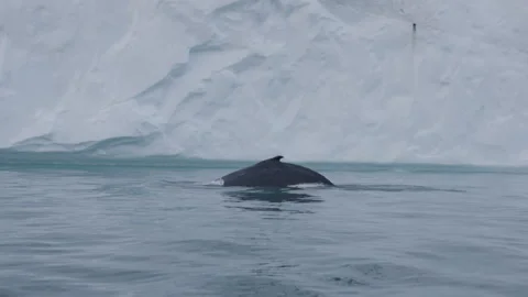 Minke Whale Dives Stock Footage 292940934
