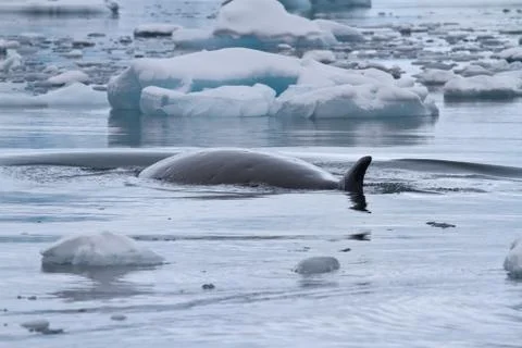 Minke whale floating between small ice floes antarctic overcast day Stock Photos