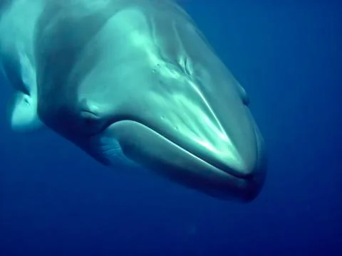 Minke whale Stock Photos
