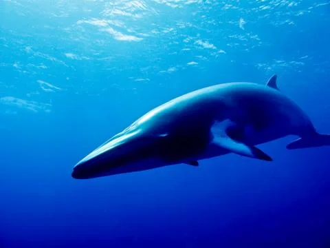 Minke whale Stock Photos