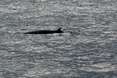 Minke whale Stock Photos